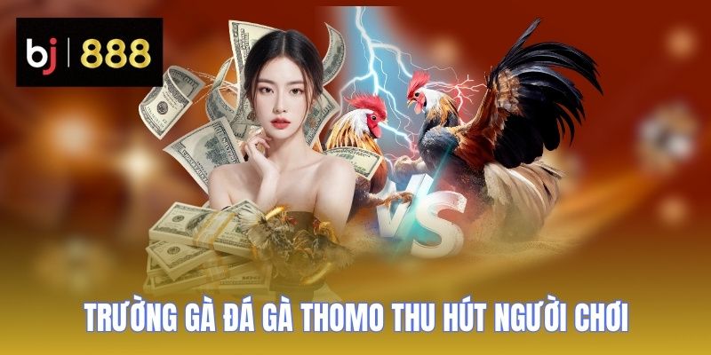 Trường gà đá gà Thomo đang thu hút đông đảo người chơi