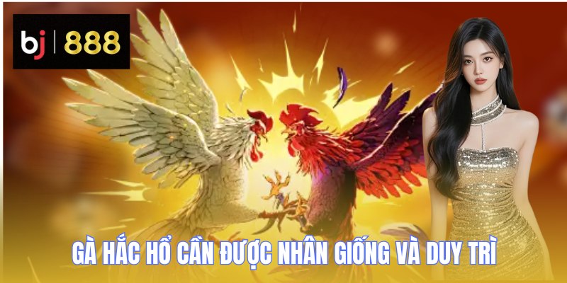 dong ga choi hac ho cach nuoi va duy tri BJ888 Gà Hắc Hổ cần được nhân giống và duy trì