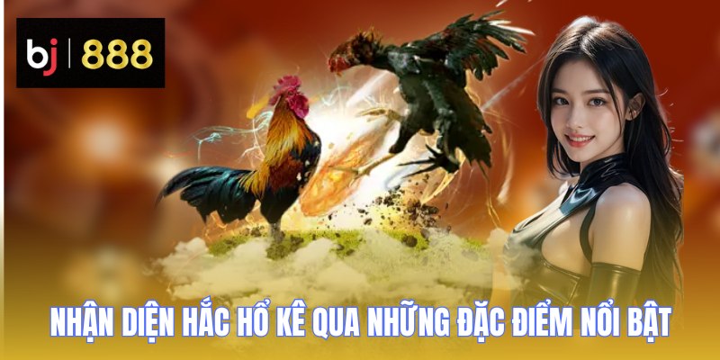 dong ga choi hac ho nhan dien BJ888 Nhận diện Hắc Hổ kê qua những đặc điểm nổi bật