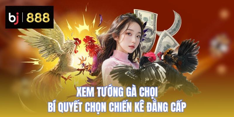 xem-tuong-ga-choi-thumb BJ888